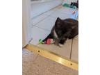Adopt Meet Me At Midnight a All Black Domestic Longhair / Mixed cat in