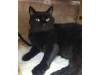 Adopt George C. Scott a All Black Domestic Shorthair / Mixed (short coat) cat in