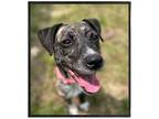 Adopt Princess a Brindle Pit Bull Terrier / Mixed dog in Richmond, VA (39039617)