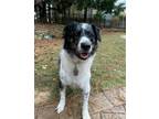 Adopt Loki a White - with Black Australian Shepherd / Mixed dog in Kennesaw