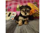Mutt Puppy for sale in Kutztown, PA, USA
