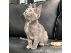 Adopt Rebecca a Tortoiseshell Domestic Shorthair / Mixed cat in Huntsville