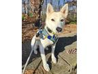 Adopt Connie a Jindo dog in LONG ISLAND CITY, NY (38685894)