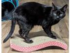Adopt Chloe a All Black Domestic Shorthair / Domestic Shorthair / Mixed cat in