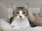 Adopt Dove a Gray or Blue Domestic Shorthair / Domestic Shorthair / Mixed cat in