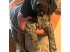 German Shorthaired Pointer Puppy for sale in Newark, OH, USA