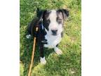 Adopt Kiwi a American Staffordshire Terrier, Mixed Breed