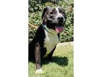 Adopt Chloe a American Staffordshire Terrier, Mixed Breed