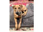 Adopt Storm a Labrador Retriever / Mixed dog in San Diego, CA (38762162)