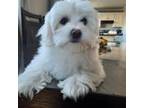 Maltese Puppy for sale in Brighton, CO, USA