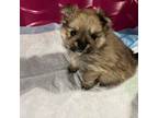 Pomeranian Puppy for sale in Saybrook, IL, USA