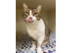 Adopt Mork a Domestic Shorthair / Mixed cat in Silverdale, WA (38814792)