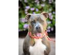 Adopt Kamilla a American Pit Bull Terrier / Mixed dog in Vallejo, CA (38617875)