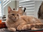 Adopt Nacho a Domestic Shorthair / Mixed cat in Salt Lake City, UT (38810965)