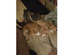 Adopt Gordon & Roy -- Courtesy Post a Domestic Mediumhair / Mixed cat in