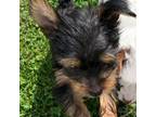 Yorkshire Terrier Puppy for sale in Bulls Gap, TN, USA