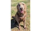 Adopt Al a Labrador Retriever / Mixed dog in Ocala, FL (38842100)