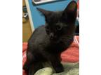 Adopt Homonym a Domestic Shorthair / Mixed cat in Escondido, CA (38861321)
