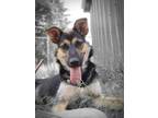 Adopt Sheeva a German Shepherd Dog / Mixed dog in Port Alberni, BC (38795227)