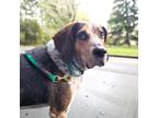 Adopt Biscuit a Black Treeing Walker Coonhound / Mixed dog in Seattle