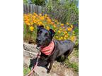 Adopt Yzma a Black Border Collie / Mixed dog in Kingsburg, CA (38818206)