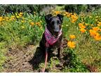 Adopt Yzma a Black Border Collie / Mixed dog in Kingsburg, CA (38818206)