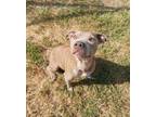 Adopt Coco a American Pit Bull Terrier / Mixed Breed (Medium) / Mixed dog in