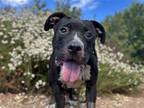 Adopt Ashley a Black - with White Pit Bull Terrier / Mixed dog in Ramona