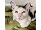 Adopt Polar Space a White Domestic Shorthair / Mixed cat in Mission