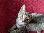 Adopt heath a Brown Tabby Domestic Shorthair / Mixed (short coat) cat in