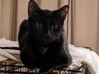 Adopt Licorice a All Black Domestic Shorthair / Mixed (short coat) cat in