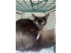 Adopt SOTENA a Domestic Medium Hair