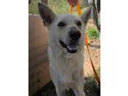 Adopt Ice a White German Shepherd Dog / Mixed dog in Palm Harbor, FL (38786014)