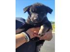 Adopt MISS PURPLE a Labrador Retriever