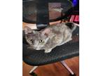 Adopt GANDELLE a Domestic Short Hair