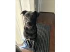 Adopt HAZEL a Labrador Retriever