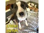 Adopt LUCY a American Staffordshire Terrier