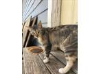 Adopt ROSE a Domestic Short Hair