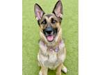 Adopt Katrina (In Foster) a Black German Shepherd Dog / Mixed dog in Fishers