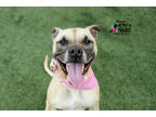 Adopt Missy a Tan/Yellow/Fawn American Pit Bull Terrier / Mixed dog in Kansas