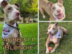 Adopt BLONDIE a American Staffordshire Terrier