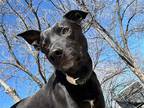 Adopt Loki a Labrador Retriever / Mixed dog in Dallas, TX (38762905)