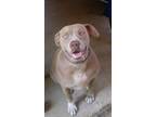 Adopt COCO a American Staffordshire Terrier