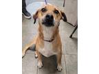 Adopt DAISY a Rhodesian Ridgeback