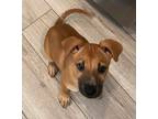 Adopt Bruno a Brown/Chocolate Mixed Breed (Medium) / Mixed dog in Atascocita