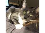Adopt Pearl a Gray or Blue Domestic Shorthair / Mixed cat in Rochester