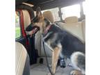 Adopt RYDER a German Shepherd Dog