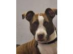 Adopt MISSY a American Staffordshire Terrier