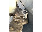 Adopt PIGLET a American Staffordshire Terrier