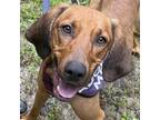 Adopt Bartholomew a Brown/Chocolate Mixed Breed (Large) / Mixed dog in